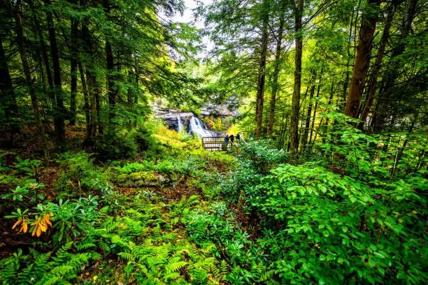 Swallow Falls State Park